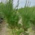 Tamarix Ramosissima Rubra Red Tamarix 1.5-1.75 m buy online UK.