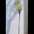 Tamarix Ramosissima Rubra Red Tamarix 2.75-3 m buy online UK.