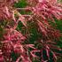 Tamarix Ramosissima Rubra is a flowering Tamarisk with deep pink plume flowers and delicate feathery foliage, easy to grow and very pretty, buy UK.