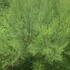 Tamarix Ramosissima Salt Cedar or Tamarisk