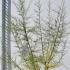 Tamarix Tetrandra 1-1.25 m buy online UK.
