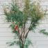 Tamarix Tetrandra 1.75-2 m buy online UK.