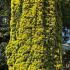Taxus Bacatta Aurea - Golden Irish Yew