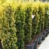 Taxus Bacatta Aurea, Irish Yew