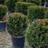 Taxus Baccata Ball or Globe 30-35 cm buy online UK.