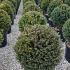 Taxus Baccata Ball or Globe 40-50 cm buy online UK.