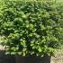 Taxus Baccata Ball or Globe 70-80 cm buy online UK.