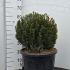 Taxus Baccata Ball or Globe 35-40 cm buy online UK.