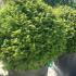 Taxus Baccata Ball or Globe 60-70 cm buy online UK.