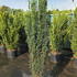 taxusbf 1.2-1.5 m buy online UK.