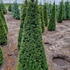 taxcone 1.5-1.75 m buy online UK.
