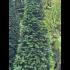 Taxus Baccata Cone 1.5-1.75 m buy online UK.
