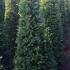 taxcone 2-2.25 m buy online UK.
