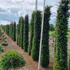 taxcone 2.25-2.5 m buy online UK.