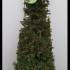 Taxus Baccata Cone or Topiary Yew Cones 
