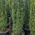 Taxus Baccata David or Yew David 1-1.25 m buy online UK.
