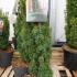 Taxus Baccata David or Yew David 60-80 cm buy online UK.