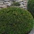 Taxus Baccata Domes are also known as Yew Topiary Domes, these are good sized plants for a very reasonable price, delivery throughout the UK.