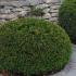 Taxus Baccata Domes are also known as Yew Topiary Domes, these are good sized plants for a very reasonable price, delivery throughout the UK.