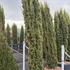 taxusbfa 2-2.25 m buy online UK.