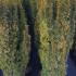 Taxus Baccata Fastigiata Aurea Golden Yew 1.25-1.5 m buy online UK.