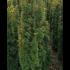 Taxus Baccata Fastigiata Aurea Golden Yew 1-1.25 m buy online UK.