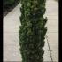 Taxus Baccata Fastigiata Aurea Golden Yew 1-1.25 m buy online UK.