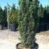 Taxus Baccata Fastigiata - Irish Yew 80-100 cm buy online UK.