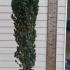 Taxus Baccata Fastigiata - Irish Yew 1.8-2 m buy online UK.