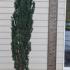 Taxus Baccata Fastigiata - Irish Yew 1.75-2 m buy online UK.