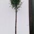 Taxus Baccata Full Standard Yew Trees