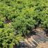 Taxus Baccata Repandens Yew 30-40 cm buy online UK.