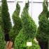 yewspiral 1.25-1.5 m buy online UK.