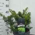 Taxus Baccata Summergold 30-40 cm buy online UK.