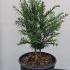 Taxus Baccata - Yew Hedging POT GROWN 25-30 cm buy online UK.