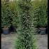 Taxus Baccata - Yew Hedging POT GROWN 1.2-1.4 m buy online UK.