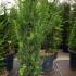 Taxus Baccata - Yew Hedging POT GROWN 80-100 cm buy online UK.