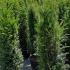 Taxus Baccata - Yew Hedging POT GROWN 1-1.2 m buy online UK.