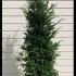 Taxus Baccata - Yew Hedging POT GROWN 1.4-1.6 m buy online UK.