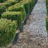 Taxus Baccata Yew Topiary Cubes 50 cm buy online UK.
