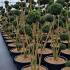 Taxus Media Hicksii Yew 1.75-2 m buy online UK.