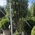 Taxus Media Hicksii Yew 1.2-1.4 m buy online UK.