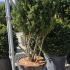 Taxus Media Hicksii Yew 1.2-1.4 m buy online UK.