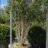 Taxus Media Hicksii Yew 1.6-1.8 m buy online UK.