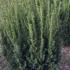 tmhy 1.5-1.75 m buy online UK.