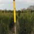 tmhy 60-70 cm buy online UK.