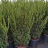 tmhy 1-1.2 m buy online UK.