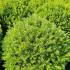 Taxus x Media Groenland Yew Hedging 45-50 cm buy online UK.