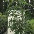 Tetradium Daniellii - Korean Evodia or bee-bee tree, bears large clusters of white flowers, fast growing, easy to maintain tree from Korea, buy UK.  