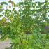 Tetradium Daniellii - Korean Evodia 3-3.5 m buy online UK.
